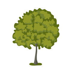 Basswood tree with lush crown, flat style vector