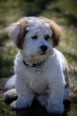 Lhasa apso puppy sitting on the grass