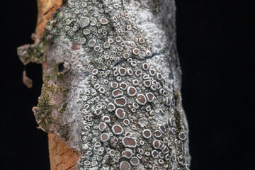 grey lichen on a branch