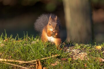 Naklejka na ściany i meble Closeup shot of a cute small squirrel holding a nut under the sun