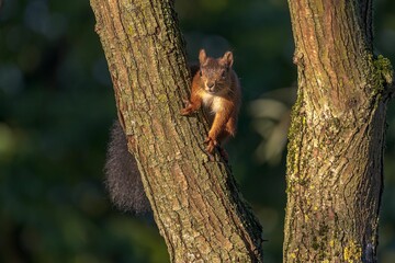 Closeup of a red squirrel (Sciurus vulgaris) on a tree