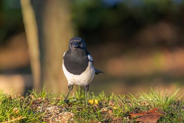 Closeup of a European magpie (Pica pica) against blurred background