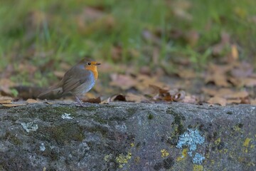 Closeup of a cute Robin (Erithacus rubecula) on a stone against blurred background