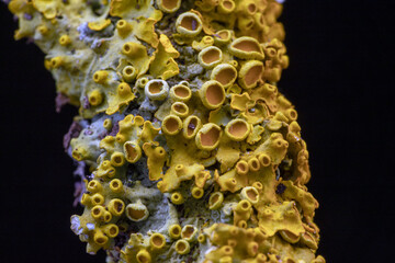 yellow lichen on a branch