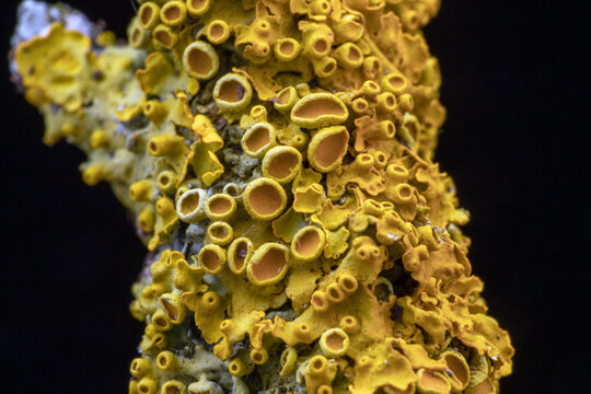 yellow lichen on a branch