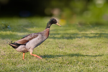 Brown Indian runner duck runs in garden