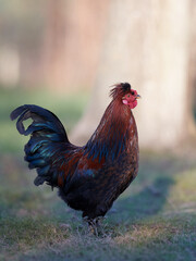 Red rooster on blurred background in garden