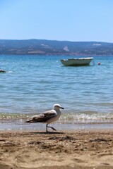 Fototapeta na wymiar Vertical shot of the Caspian gull on a beach