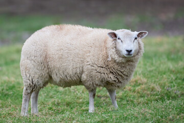 Naklejka na ściany i meble White Flemish sheep in meadow