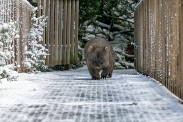 Cute, fluffy wombat walking on the snowy ground in winter in Tasmania, Australia