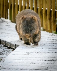 Fototapeta premium Cute, fluffy wombat walking on the snowy ground in winter in Tasmania, Australia