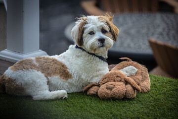 Lhasa Apso puppy with a toy