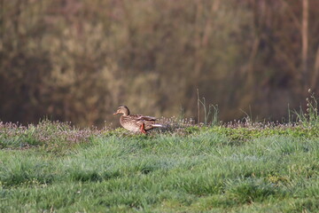 Mallard duck walks on the lawn