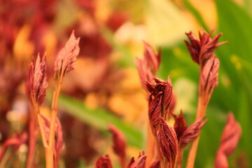 Dahlia young shoots growing in spring