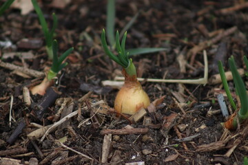 The young onion releases the first chives