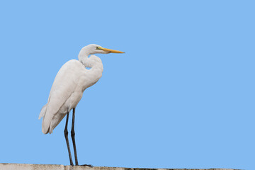 Egret standing on the wall isolated on blue sky.