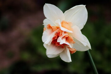 Narcissus visible up close, vivid colors