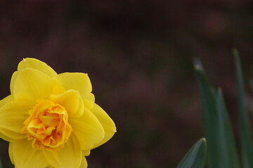 Narcissus visible up close, vivid colors