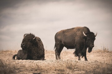 Closeup of buffalos in the wild