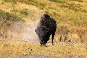 Closeup of a bison in the wild
