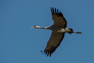 Obraz premium Common crane, Grus grus, in flight migrating across Europe to Sweden in the spring