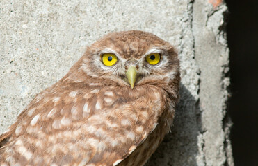 eagle owl on a branch