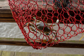 Fototapeta na wymiar Blue Crab in a Crab Trap