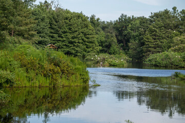 Fototapeta na wymiar Cypress Wetlands, Port Royal, South Carolina