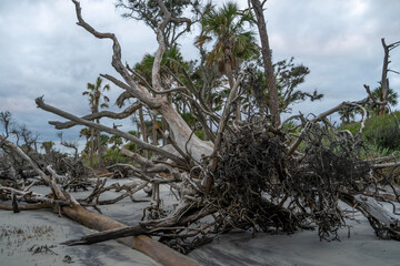 Hunting Island Beach Bone Yard