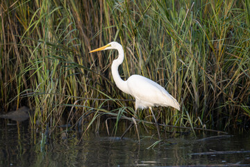 Egret in the Marsh