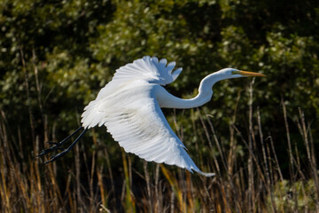 Crane Flying