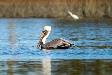 Pelican in the Ocean
