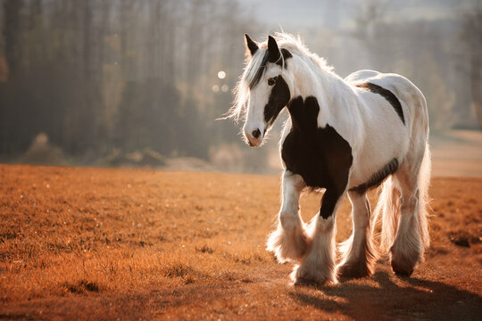 portrait of a tinker horse