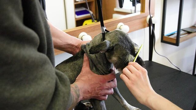 Groomer cuts Zwerg dog with scissors and a razor