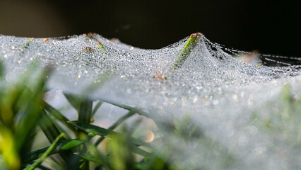 Pushing Through the Dew Covered Spiderwebs of Early Morning