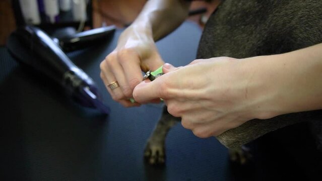 Groomer cuts Zwerg dog with scissors and a razor, cuts nails