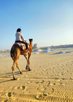 Balade &agrave; dos de chameau dans le d&eacute;sert blanc d'Egypte