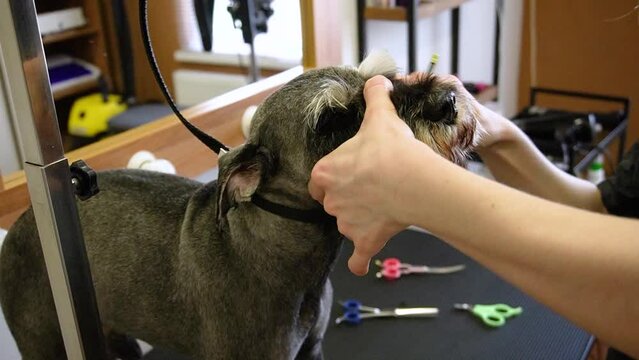 Groomer cuts Zwerg dog with scissors and a razor