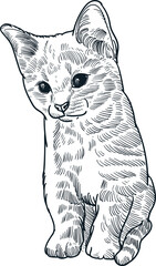 Vintage hand drawn sketch sit kitten