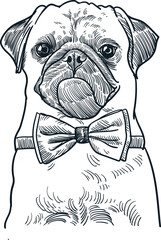 Vintage hand drawn sketch bow tie pug dog