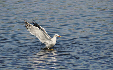 Seagull with open wings as it takes off from the surface of the water