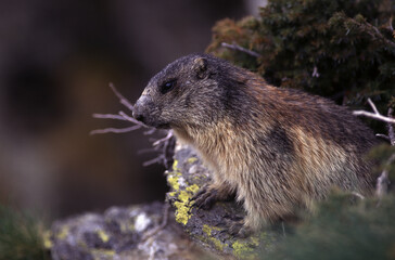 Marmotta delle Alpi (Marmota marmota) Marmot of the Alps