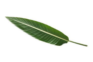 Obraz premium The large and pointed leaf of the plant of strelitzia