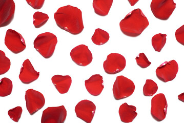 Red rose petals on white isolated background