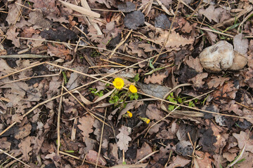 fresh new yellow coltsfoot flowers in early spring among last year's fallen leaves