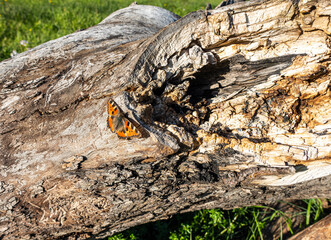 Small Tortoiseshell Beautiful Butterfly Sitting on a Tree Trunk Enjoying the Warm Spring Sun