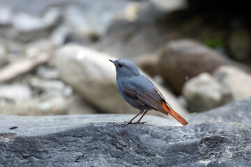 Plumbeous water redstart or Phoenicurus fuliginosus seen in Rongtong in India