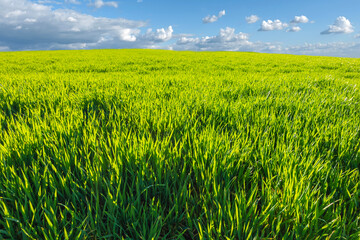 Green Field of Young Wheat in Spring with Perfect Blue Sky and Puffy Clouds