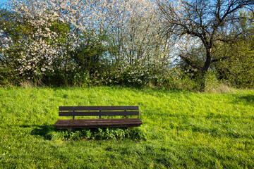 Old Wooden Bench in Nature