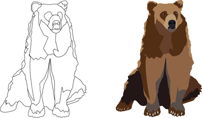 wild animal brown bear sitting Italic-